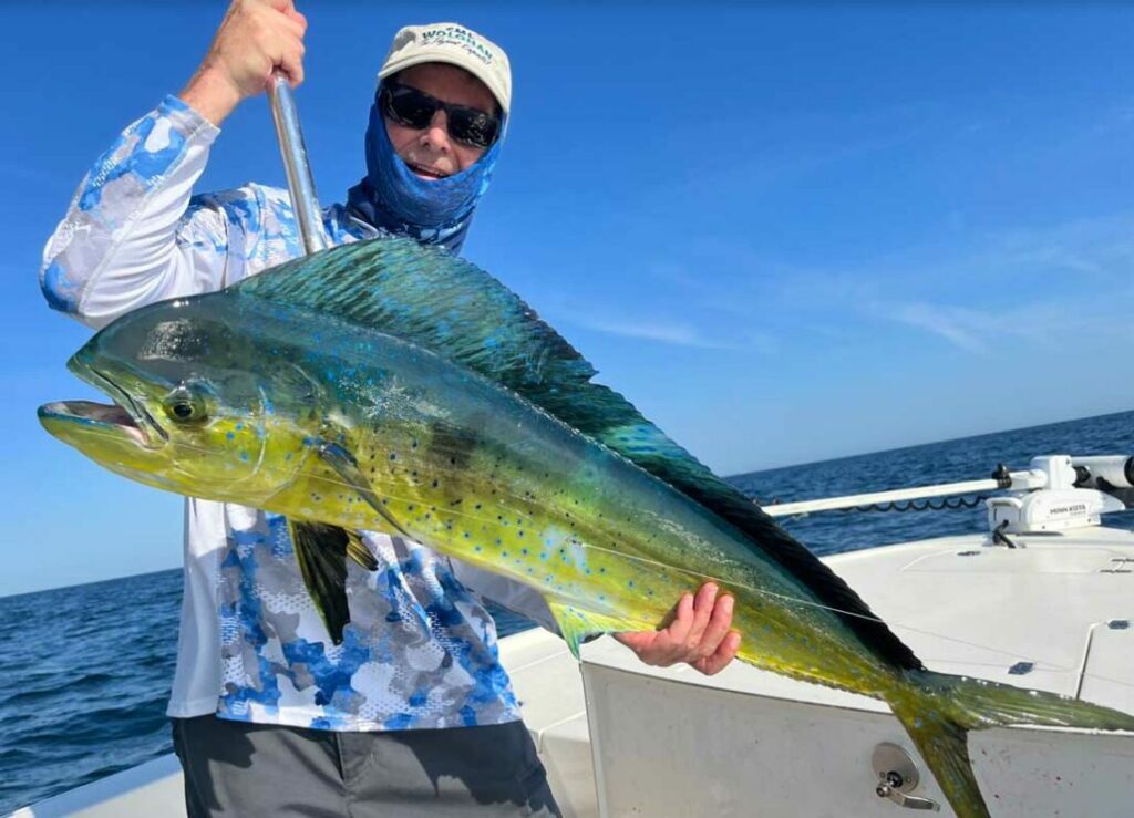 mahi dolphin offshore