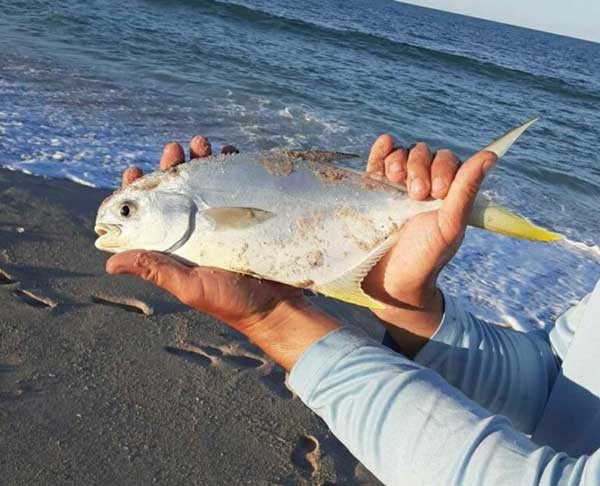 pompano