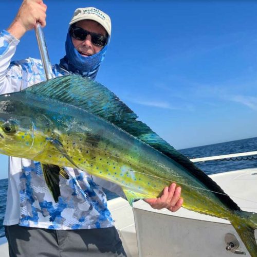 mahi dolphin offshore