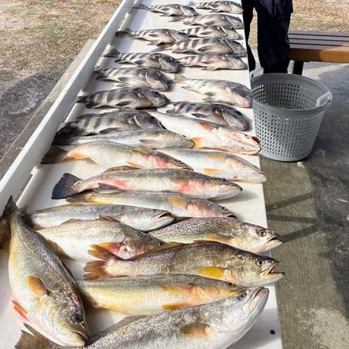 weakfish and sheepshead